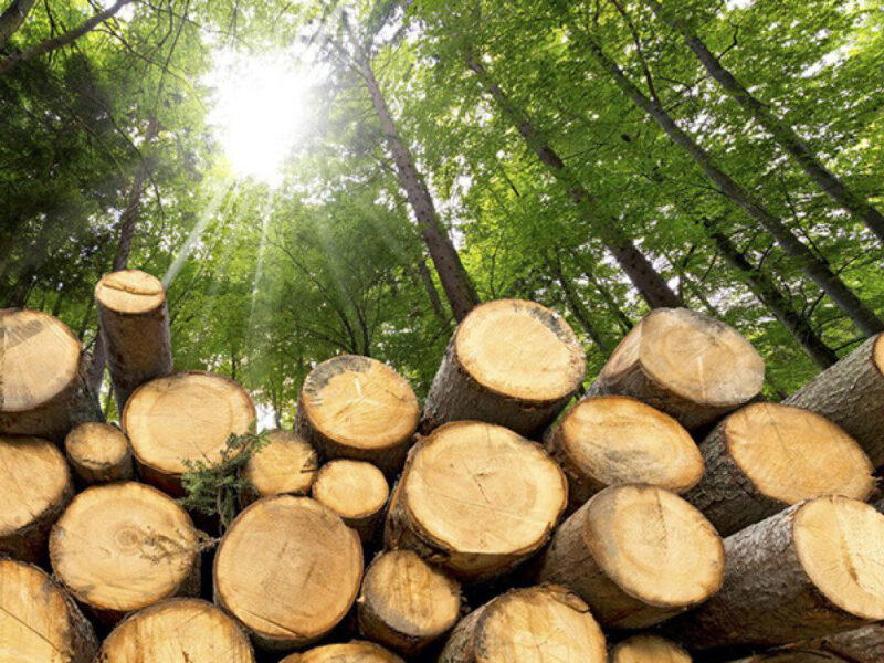 Лісівники реалізують дрова паливні: як придбати у лісогосподарських філіях на Полтавщині
