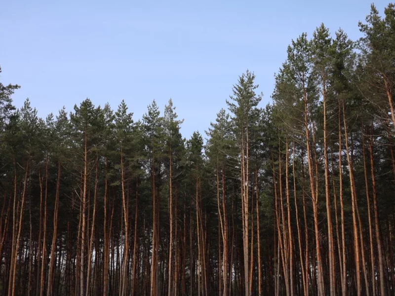 В Україні планують спростити процедуру відновлення лісів