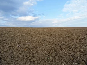 Незаконна оренда 187 га землі на Полтавщині: прокуратура домоглася повернення ділянок сільгосппризначення громаді