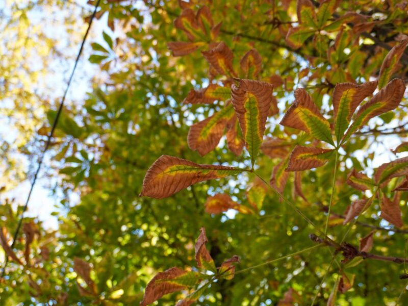 Жовтень на Полтавщині буде теплішим за норму — прогноз синоптиків
