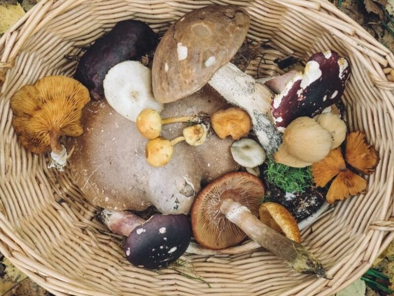 Як запобігти отруєнню грибами: поради сімейної лікарки