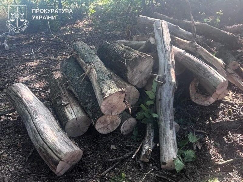 Незаконна вирубка лісу на Полтавщині: судитимуть організовану групу за збитки на понад 3,6 млн грн