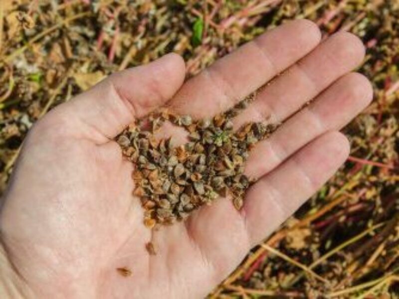 Аграрії Полтавщини завершили збір гречки та проса