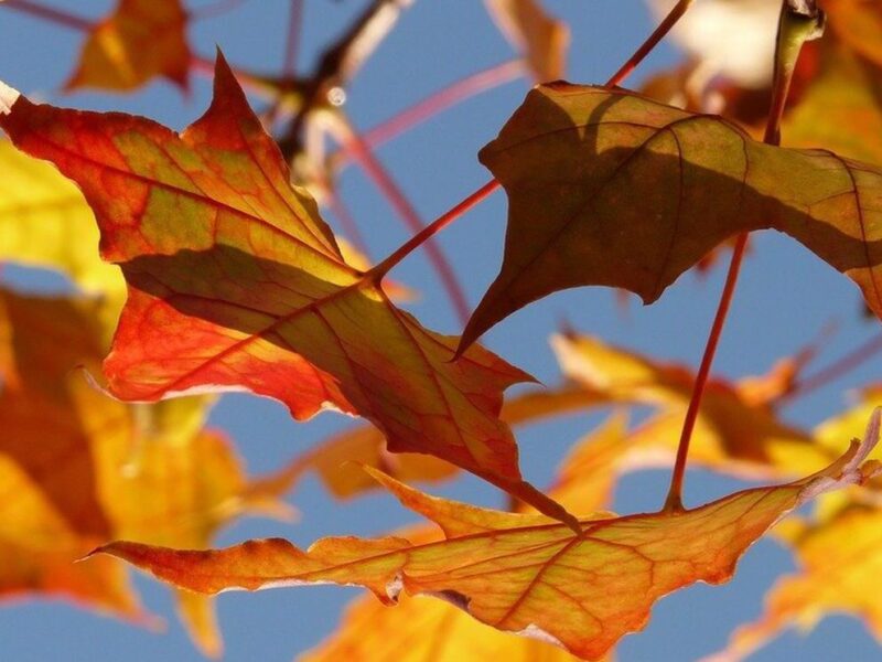 Погода на Полтавщині 8 жовтня: місцями невеликий дощ та північно-східний вітер