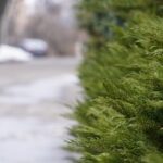 Яким буде березень на Полтавщині: синоптики дали перший прогноз на початок весни
