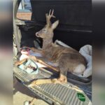 На Полтавщині водій збив козулю та втік, ветеринари рятують тварину