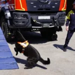 Чотирилапі пошуковці та піротехніки: як працює кінологічна служба ДСНС Полтавщини