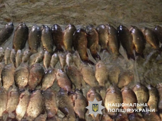Наловили риби на 1,6 млн грн: у Градизькій громаді викрили двох браконьєрів