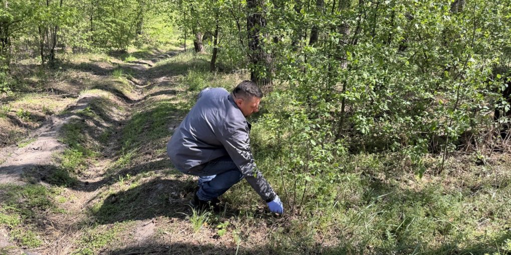 людина в спецодязі розкладає принади з вакцинами від сказу під кущами
