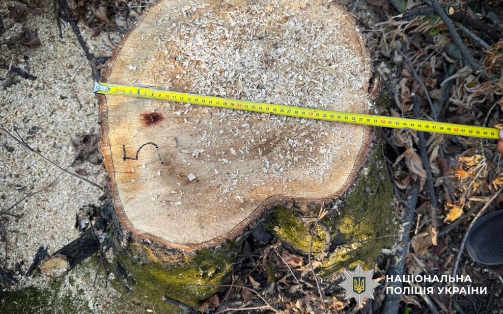 Фіксація правоохоронцями діаметра пня за допомогою вимірювальної рулетки