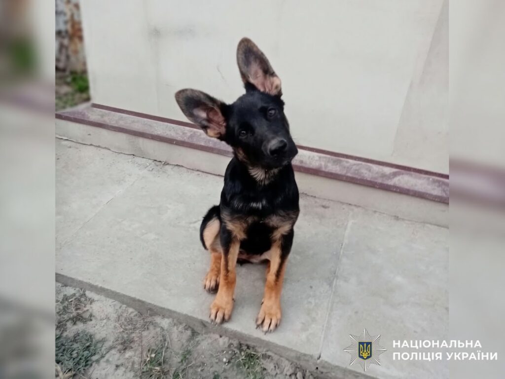 Може розчулити одним поглядом, а за запаховим слідом – швидко знайти людину: історія Кайдо з кінологічного центру поліції Полтавщини