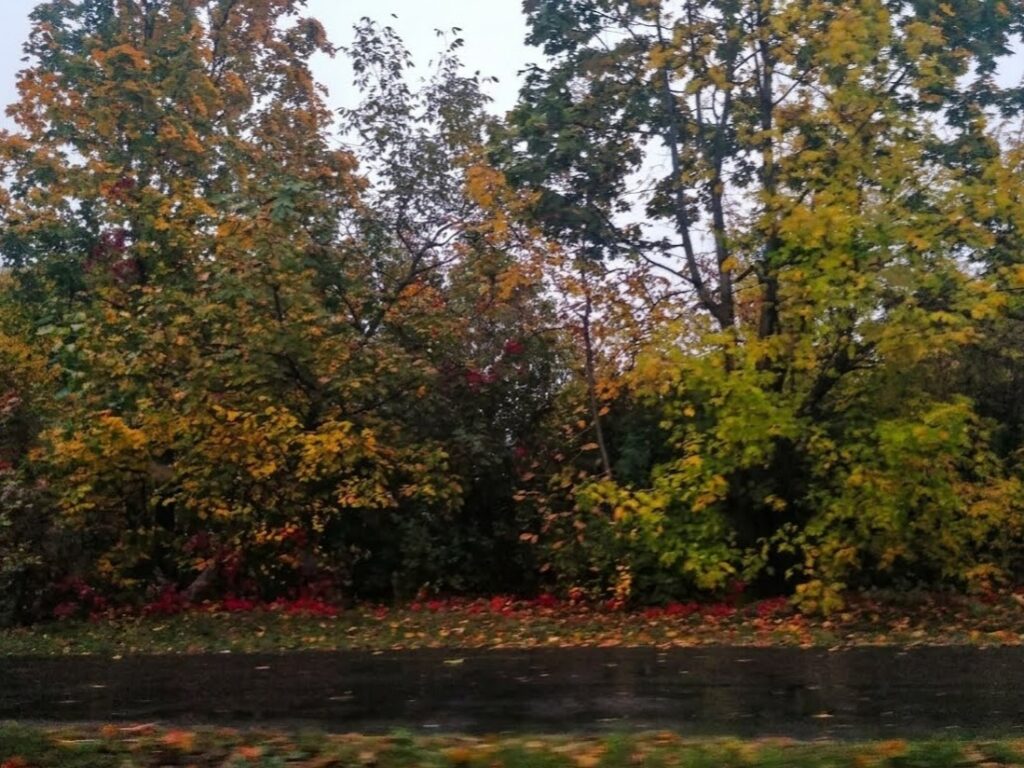 Дощова погода та до 17° тепла: прогноз на Полтавщині на 15-17 жовтня