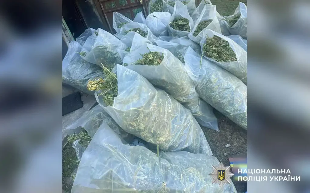 сухі рослини в поліетиленових мішках
