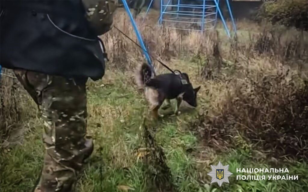 німецька вівчарка йде по сліду в траві