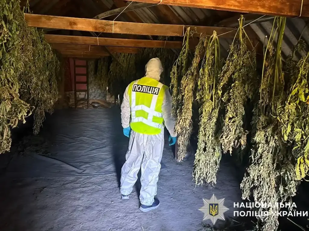Вилучили понад 200 кг канабісу: на Лубенщини викрили наркоугруповання з шести осіб