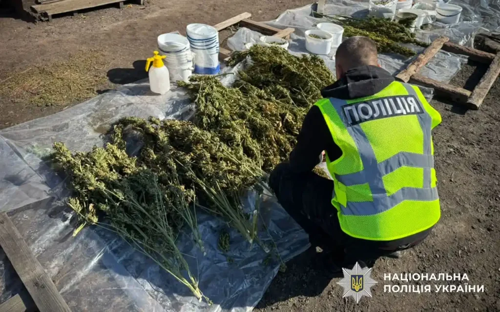 людина в жилеті з написом поліція сидить біля плівки, на якій розкладені сухі рослини, пластикові ємності
