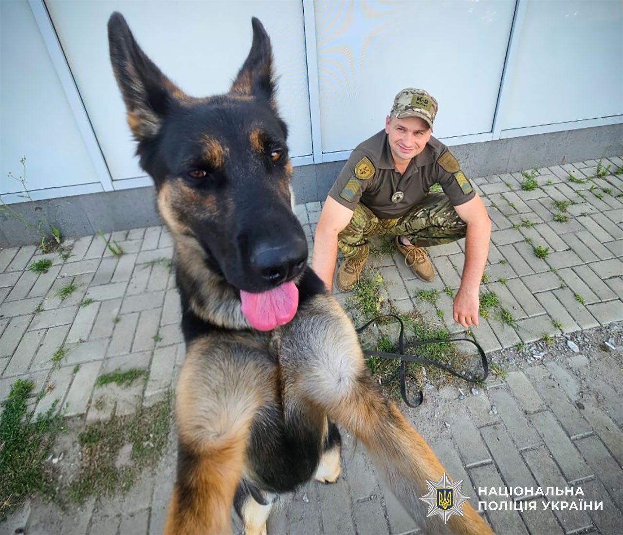 Кайдо стоїть на задніх лапах і дивиться в камеру, а позаду на плиточній доріжці навкарачки присів кінолог і дивиться на собаку