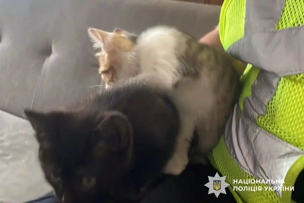дві кішки на дивані